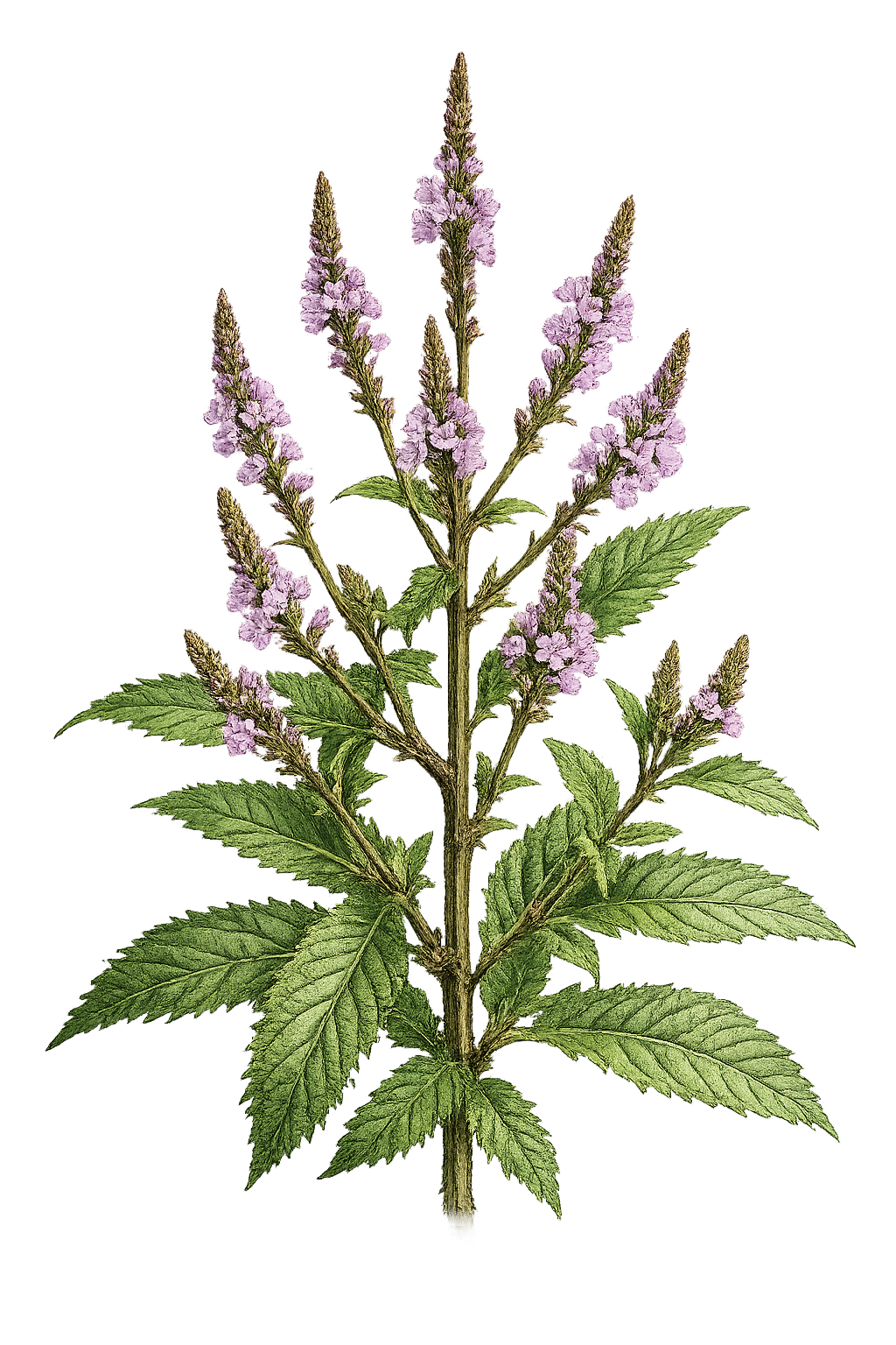 Verbena